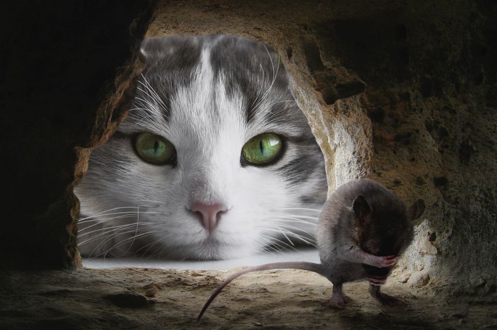 Почему коты охотятся на мышей, даже если не голодны?