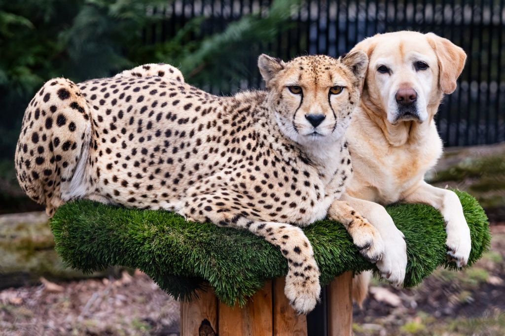 Зачем к гепардам в зоопарках подселяют ... собак?