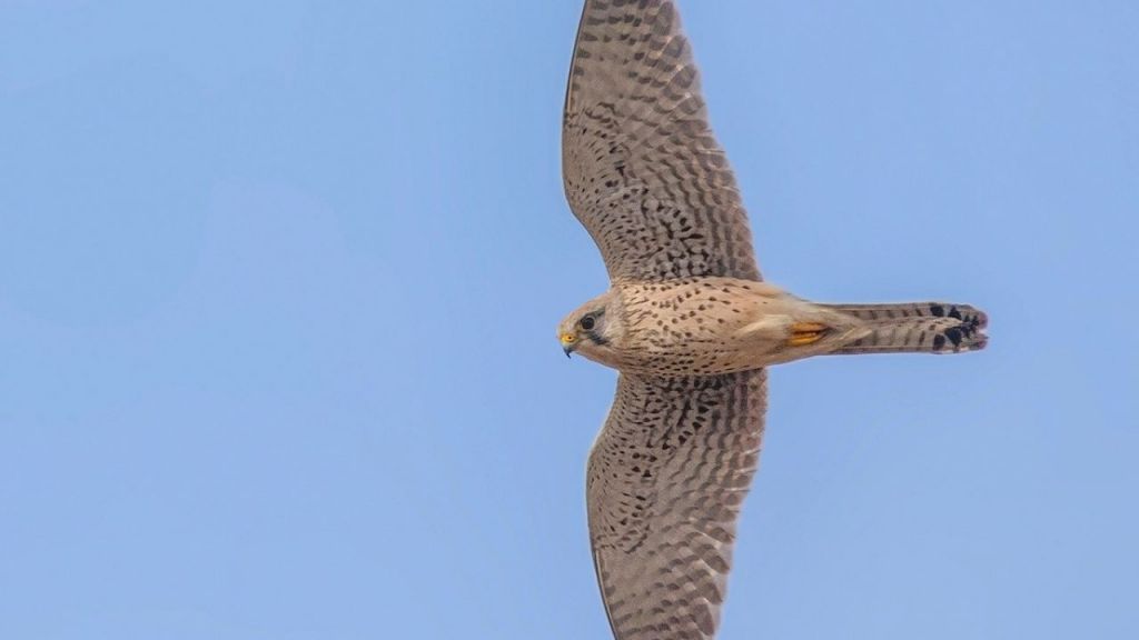 Как птицам удается неподвижно зависать в воздухе?